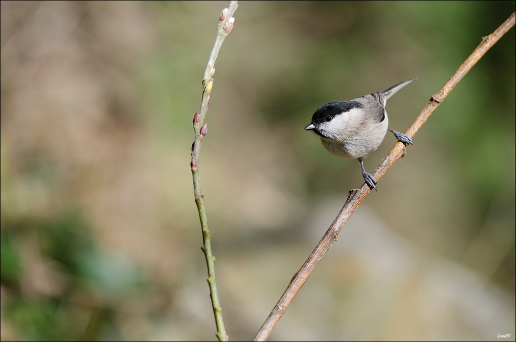 Z'oiseaux du jour Lmb_4911