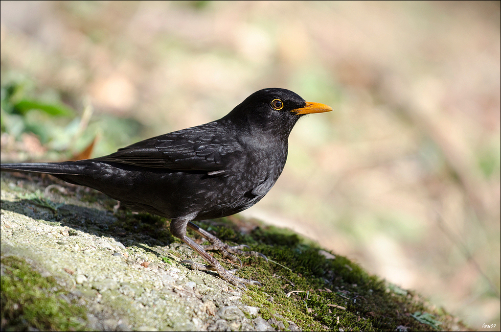 Z'oiseaux du jour Lmb_5011