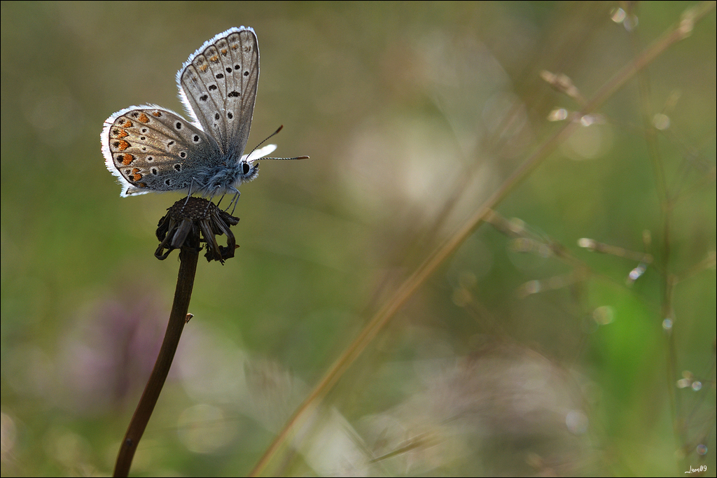 Ca papillonne bien en Ariège Lmb_5712