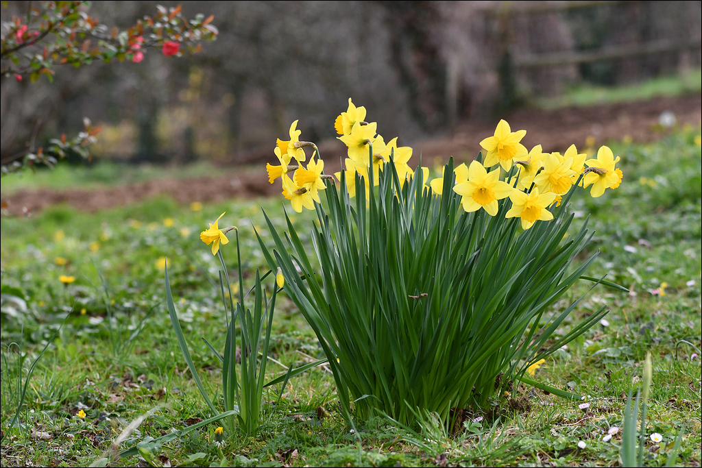 concours photo "Les prémices du printemps dans la nature" mars 2022 - Page 2 Lmb_6720