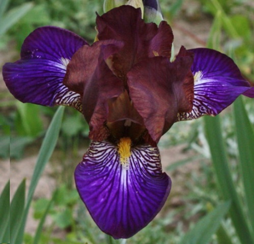 MTB - les Iris grands miniatures ou Iris de table Chocol10