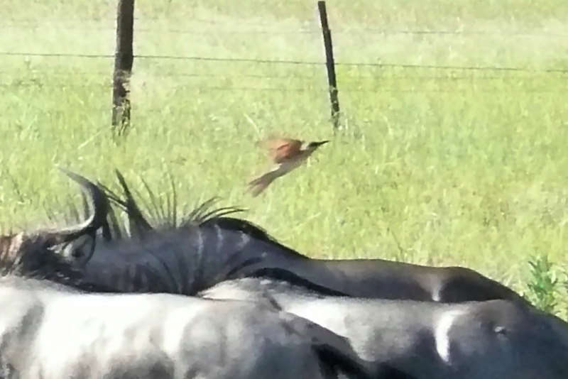 Ajuda na ID - Okavango, Botswana, Fev 2016 P1270210