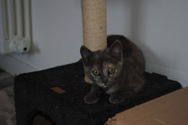 POUPINA, femelle écaille de tortue née en juin 2019 Dsc_0013