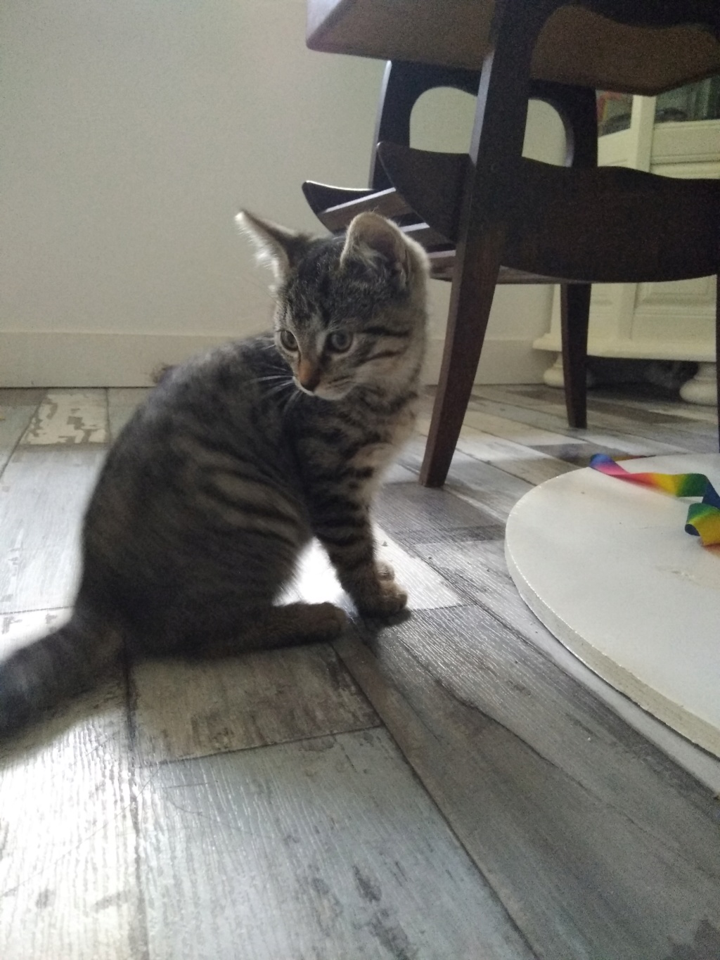 POUPOUNETTE, femelle grise tabby, type européen, née le 15/08/2019 Img_2046