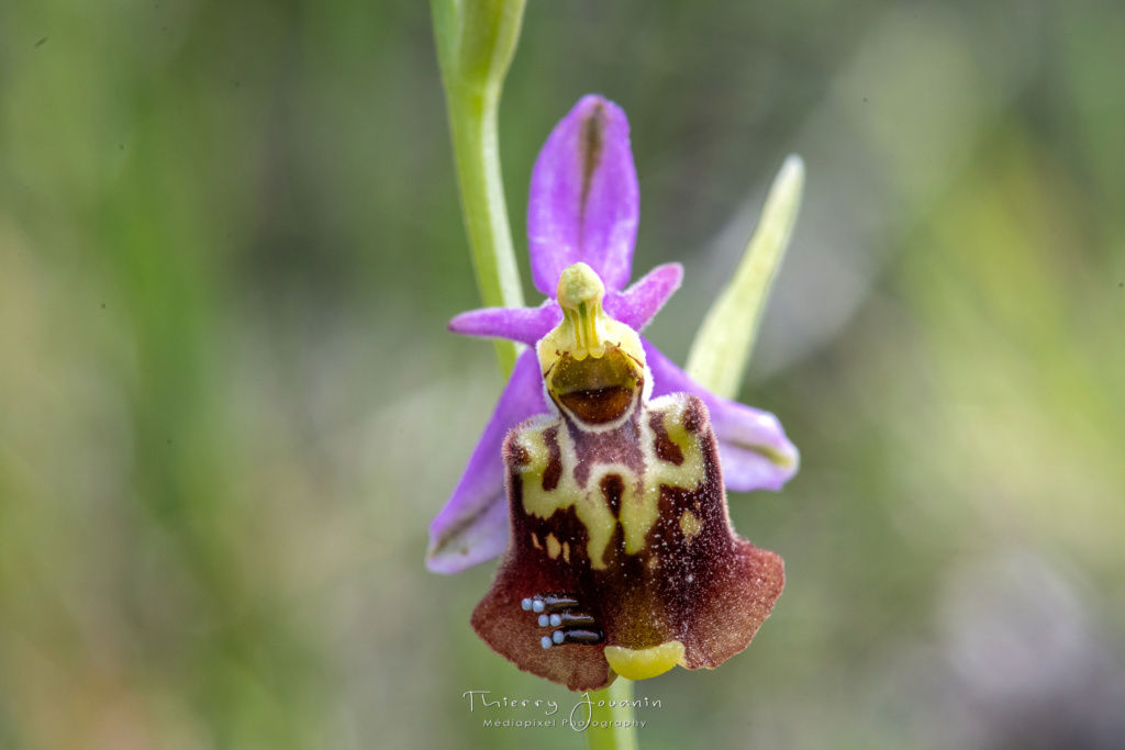 Bizarrerie sur ophrys dinarica _1tj8618