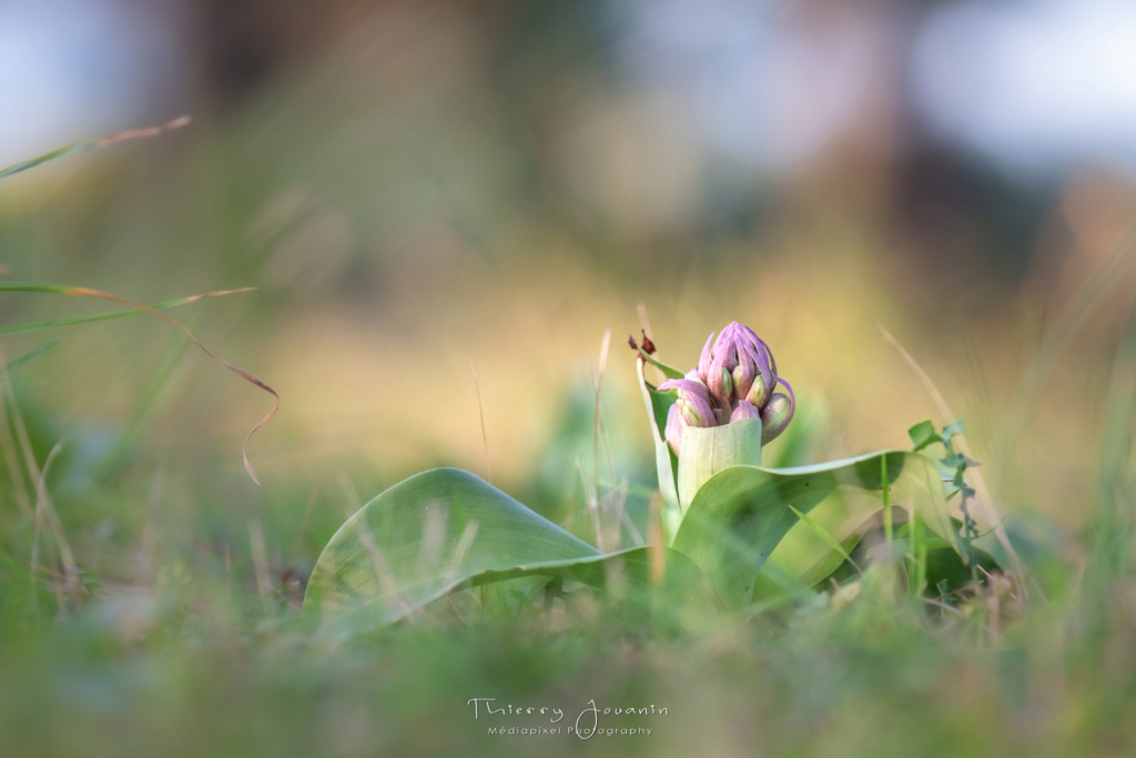 Un ophrys pour Noël à Sanary _tjn2212