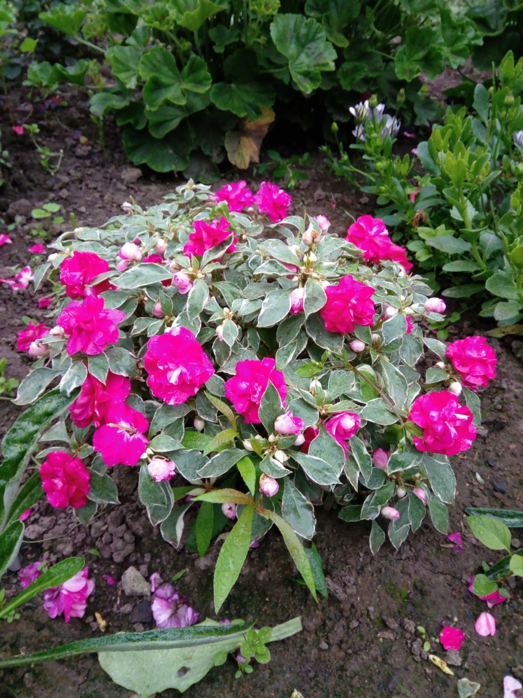 Моё цветочное богатство - Страница 37 Img_2097