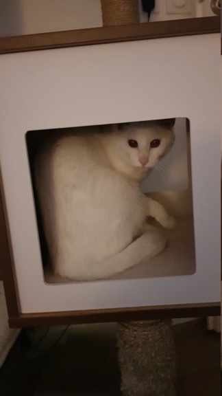 BOULE DE NEIGE, EUROPEENNE BLANCHE, 5 ANS, F 20200311