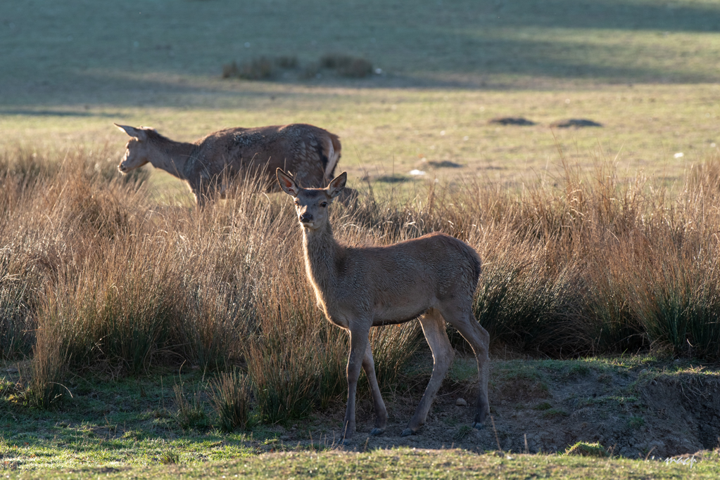 Sortie brame du cerf au parc Sainte-Croix du 13 octobre 18 13102011