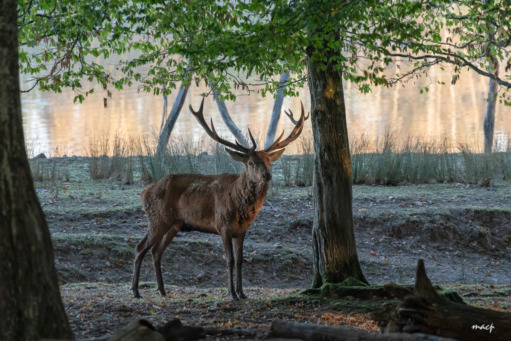 Sortie brame du cerf au parc Sainte-Croix du 13 octobre 18 13102012