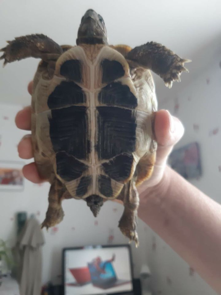 identification tortue svp 31e7b710