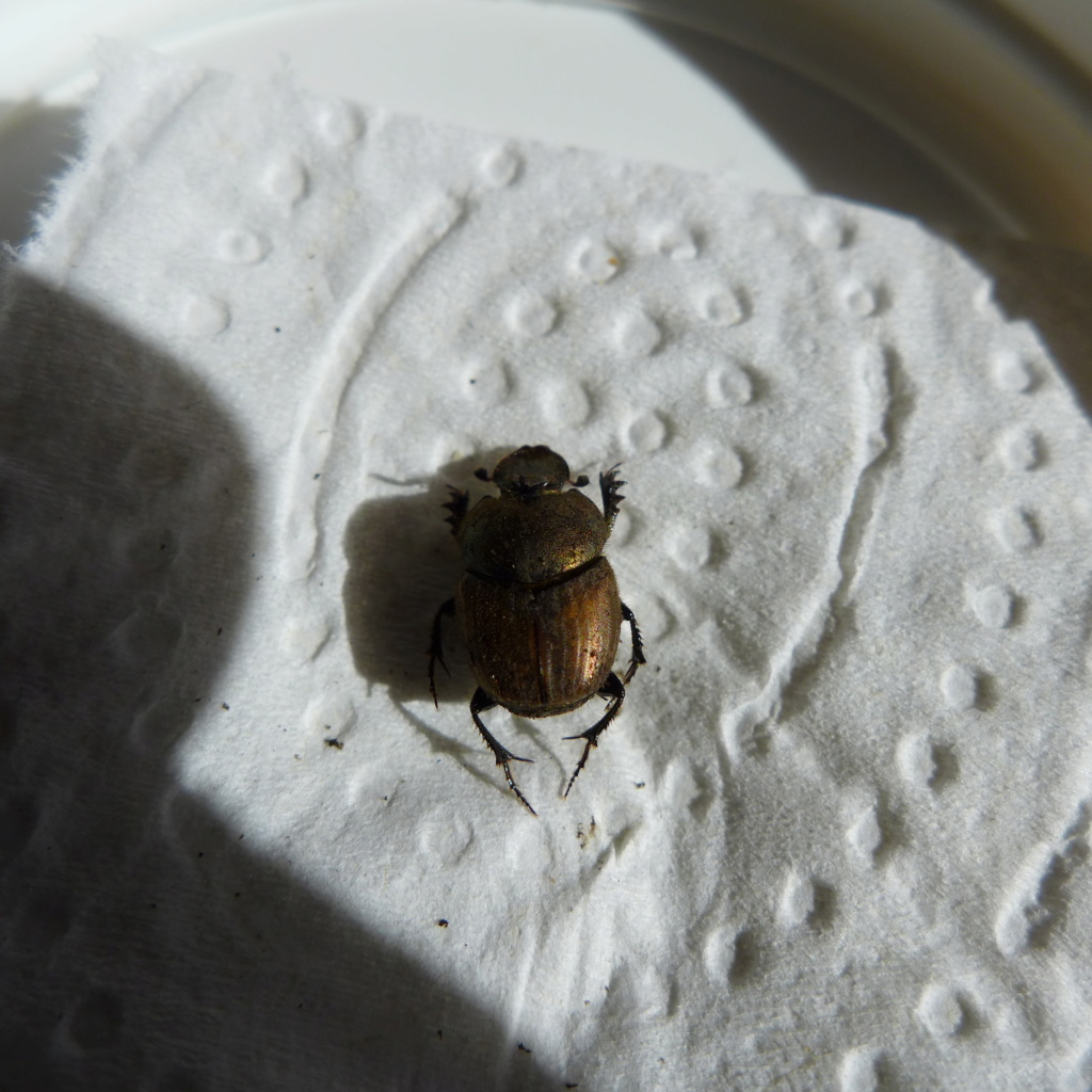 Onthophagus coenobita ? P1200116