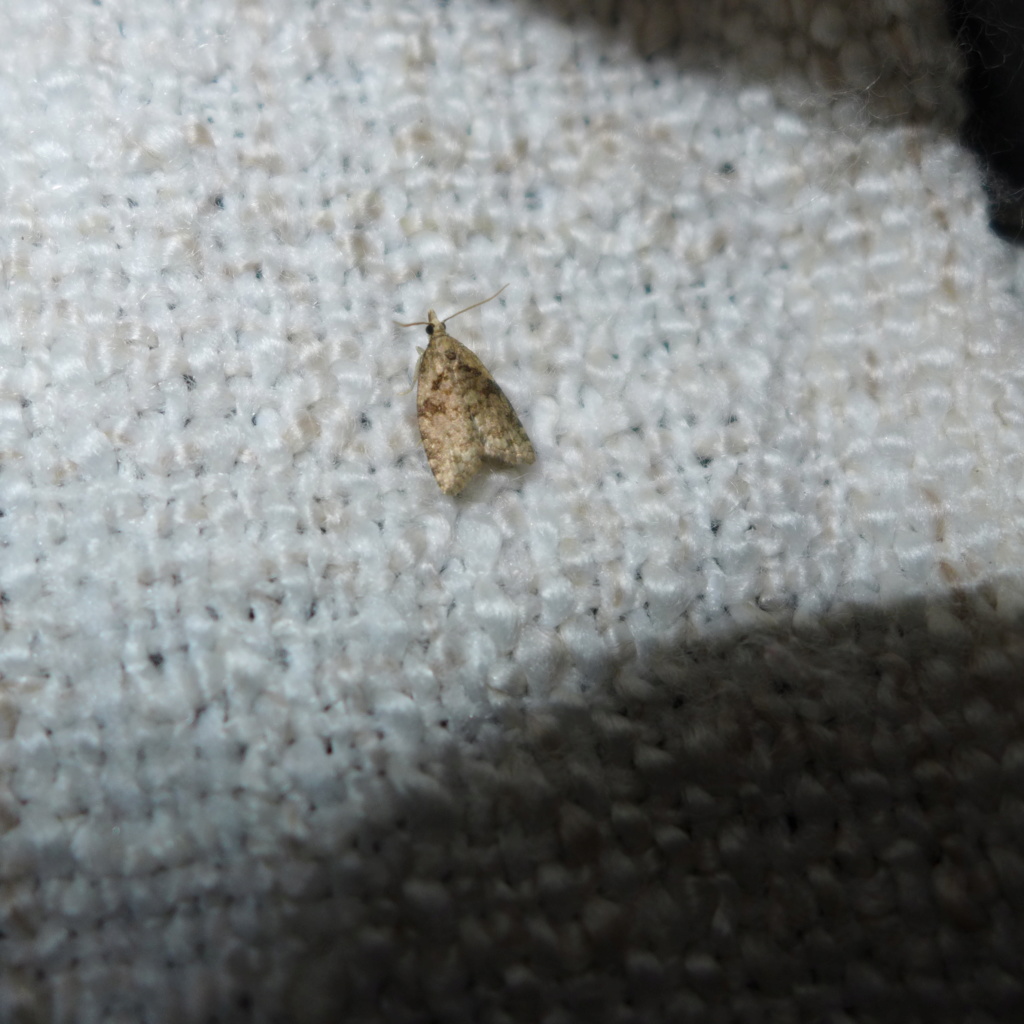 Capua vulgana P1200911