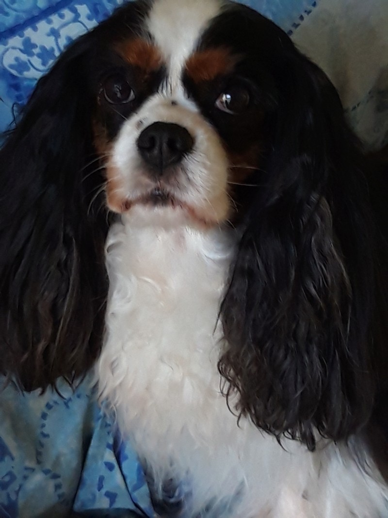 LESLIE, cavalier king charles 7 ans - F 20190514