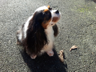 LESLIE, cavalier king charles 7 ans - F Janvie11