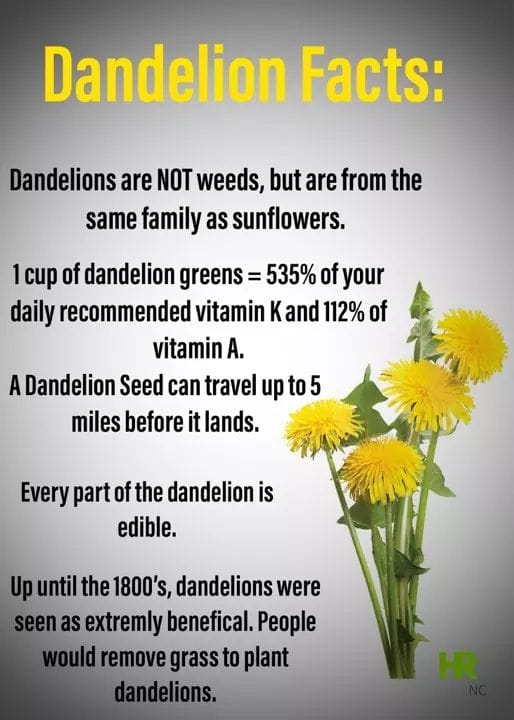 Dandelions . . . Dandel10