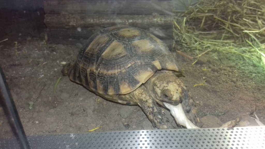 Aide pour le sexe et l'âge de ma tortue  - Page 2 20181042