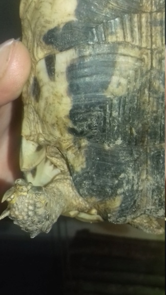 Aide pour le sexe et l'âge de ma tortue  - Page 2 20181046