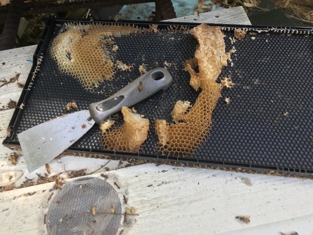 lecon d'apiculture Img_4217
