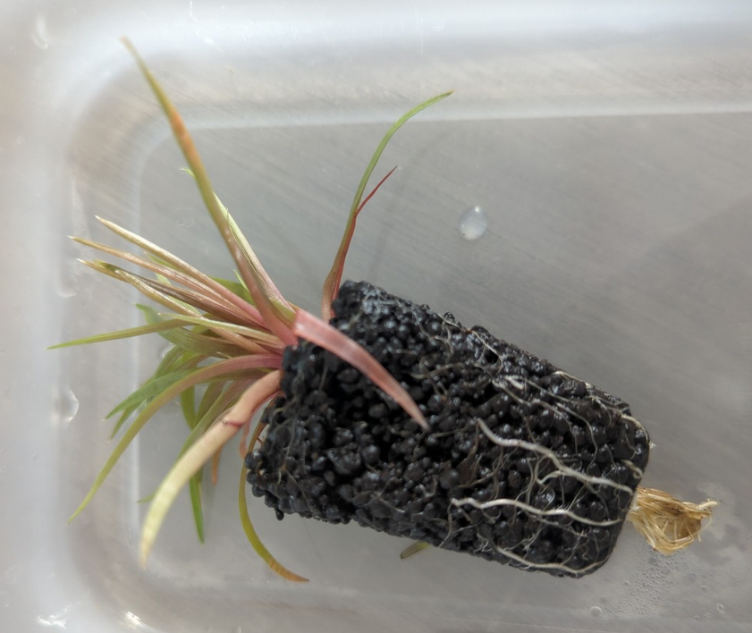 Eriocaulon Quinquangulare - acclimatation Screen28