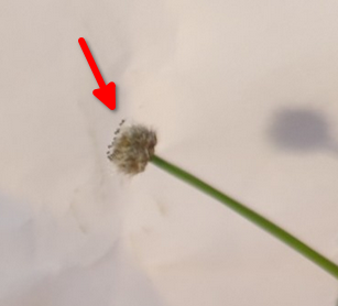 Eriocaulon Quinquangulare - acclimatation Screen29