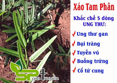 Địa chỉ uy tín chuyên cung cấp dược liệu Xáo Tam Phân chất lượng Gia_tr12