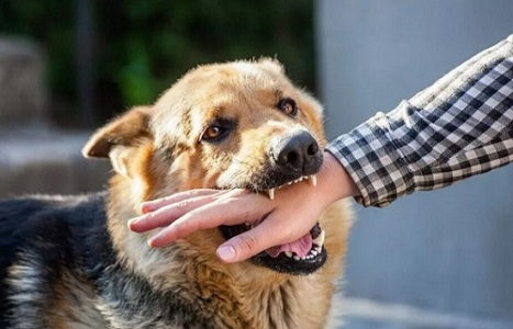Huấn Luyện Pet School - Trung tâm huấn luyện chó ưu tú Huan_l15