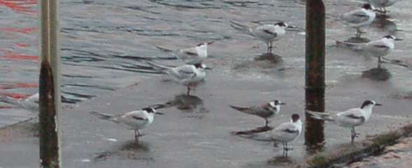 Sternas - Ponta Delgada (S. Miguel - Açores) 2010-114