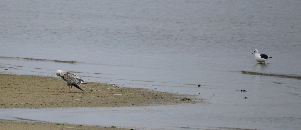 Larus marinus juv? 2020-118