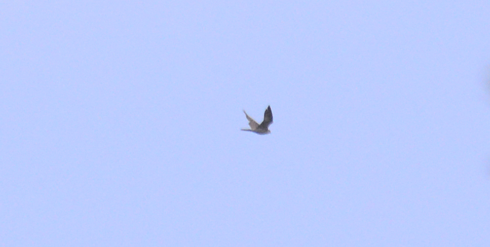 Açor (Accipiter gentilis)? Couce (Valongo) 01/11/2021 2021-111