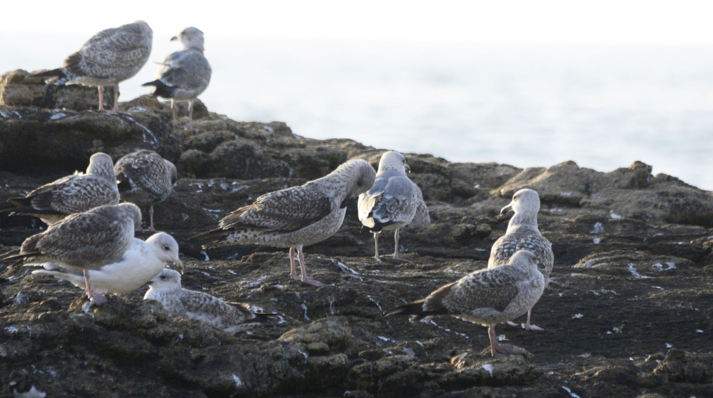 Juvenis de Marinus ou michas grandes?! (Matosinhos 21/11/2021)  2021-124