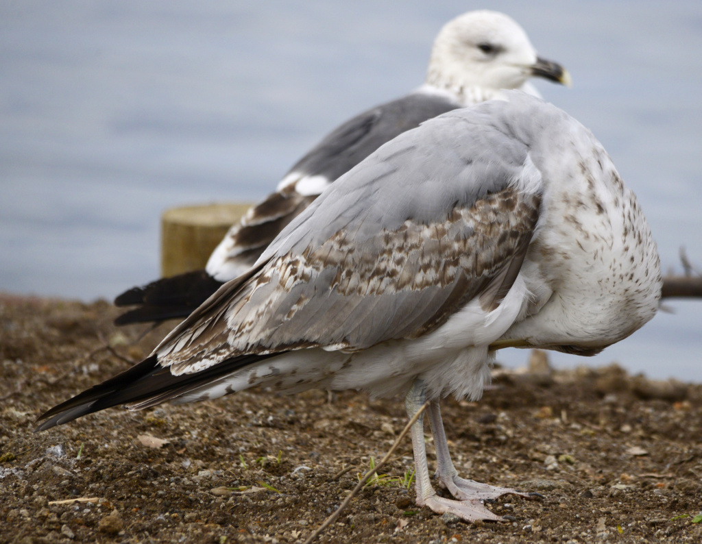 Larus micha c/ patas esverdeadas?! (Parque Cidade do Porto - 06/03/2022)  2022-016