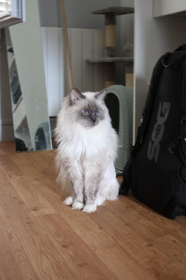 BAGHEERA dit BILOU - RAGDOLL - DEPT 92 11827410