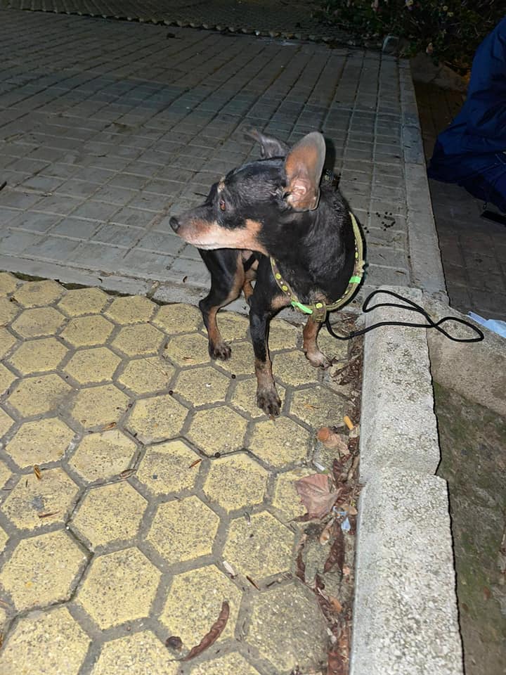 SWEETY - CROISEE PINSCHER - ES (SY) 13884710