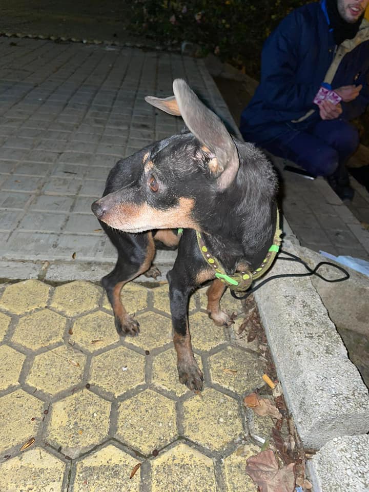 SWEETY - CROISEE PINSCHER - ES (SY) 13908111