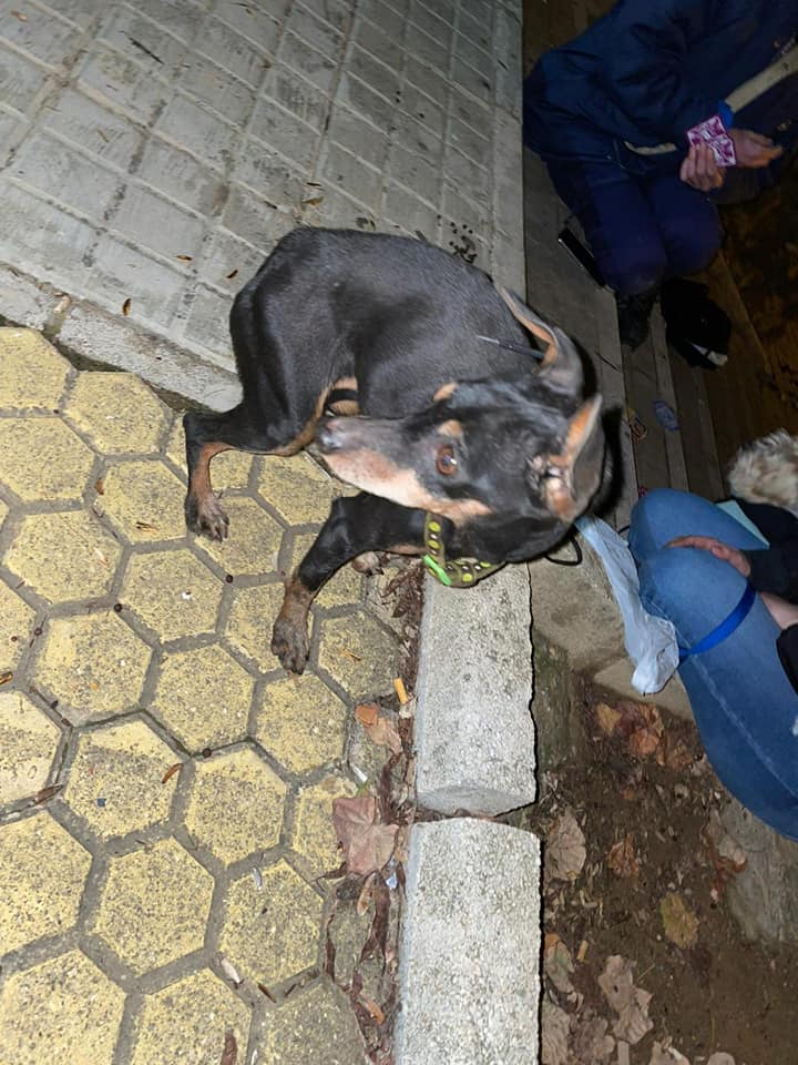 SWEETY - CROISEE PINSCHER - ES (SY) 13918311
