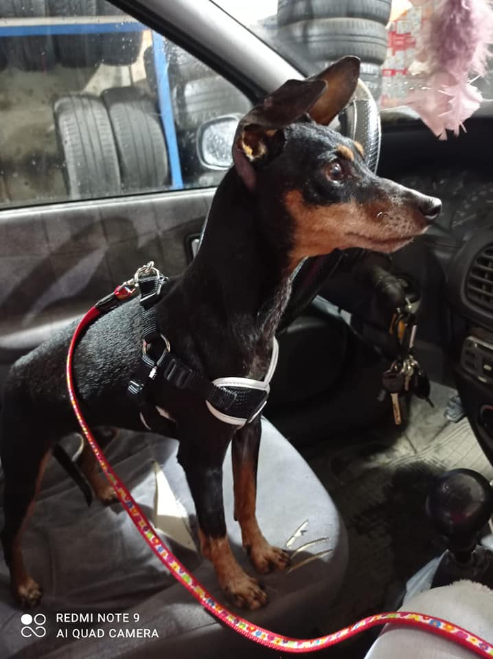 SWEETY - CROISEE PINSCHER - ES (SY) 14077310