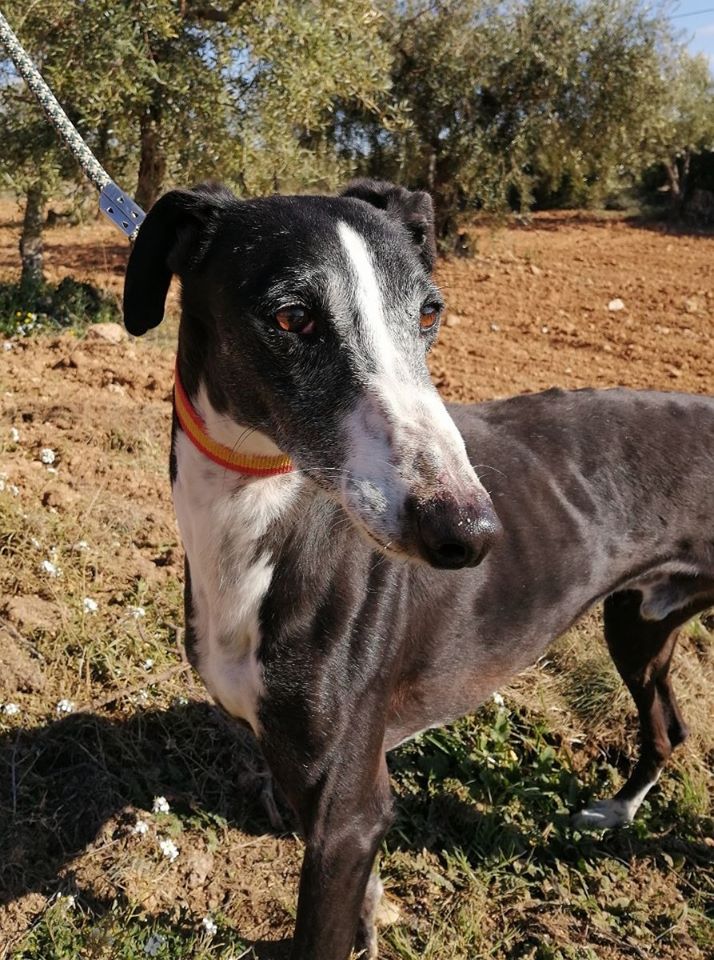 GABI - GALGO - ES (SA) 87255810