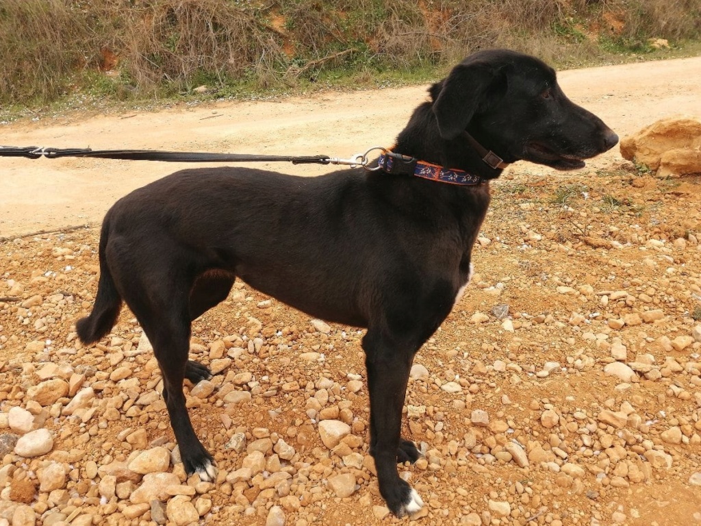 kira  nala - KIRA - GALGA - NOIRE - ES (SA)  88177310