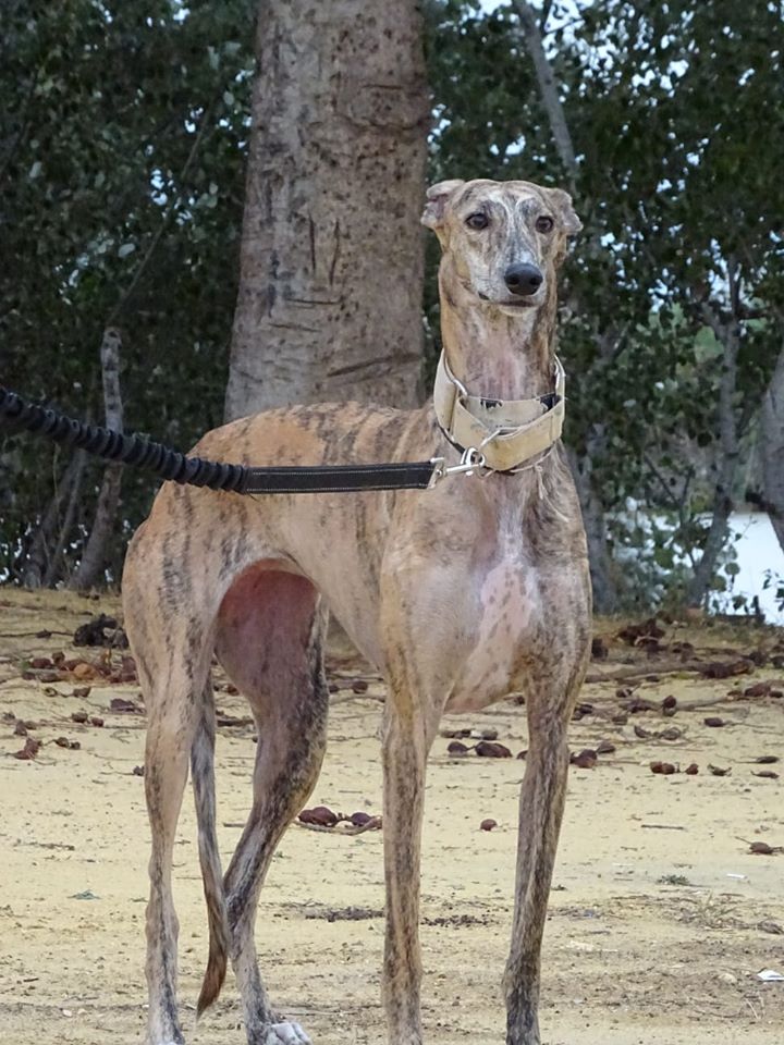 ZOEE - GALGA - ES (BG) 92741110