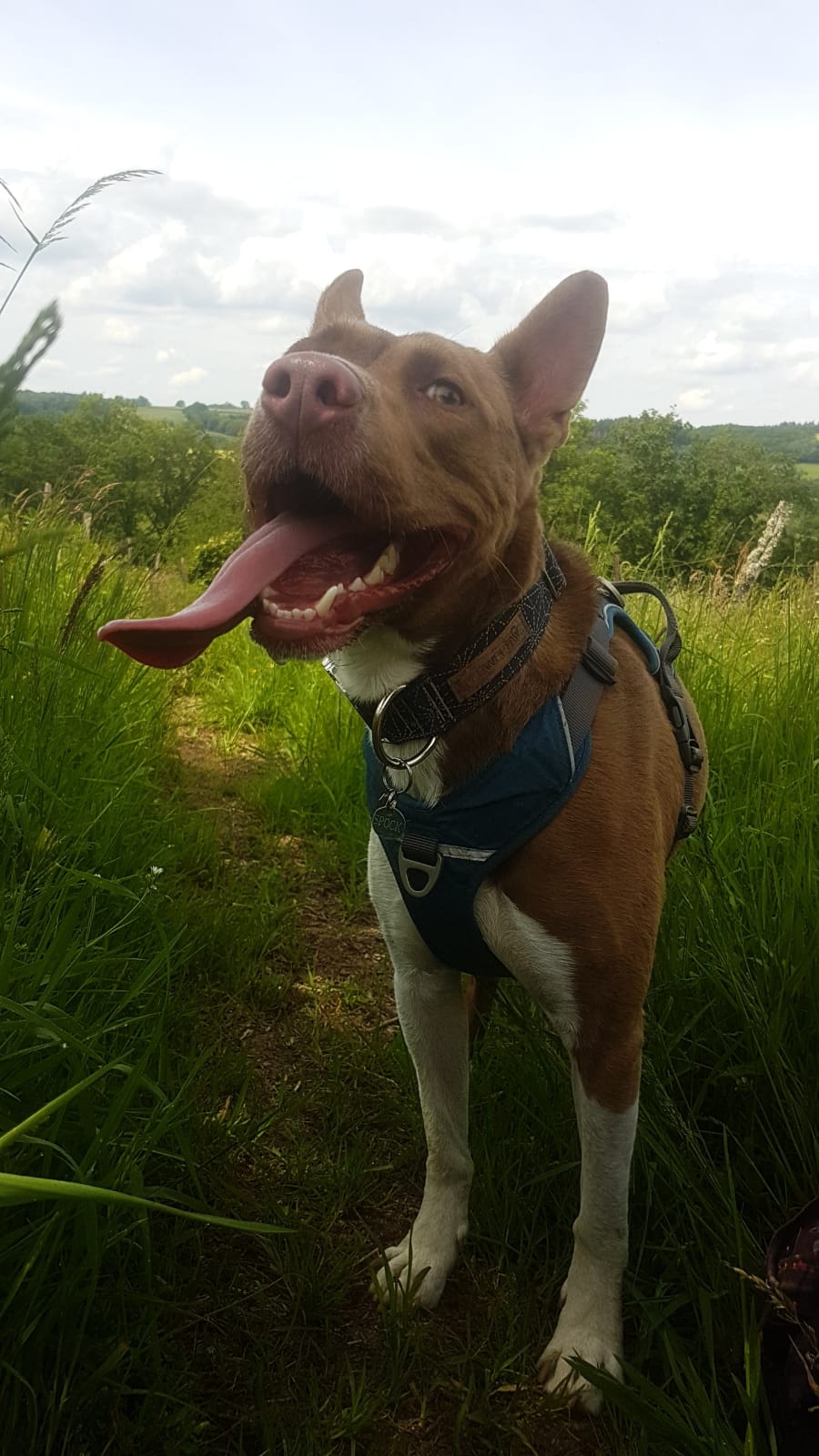 CARLOS (devenu SPOCK) - CROISÉ BOXER/PODENCO - ES (MN) Img-1721