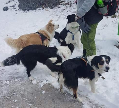 OSLO - CROISE BORDER COLLIE - ES (DB)  Img-2281