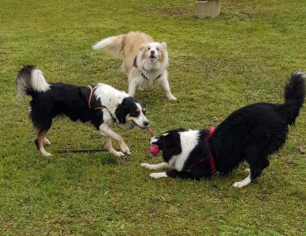 OSLO - CROISE BORDER COLLIE - ES (DB)  Img-2398