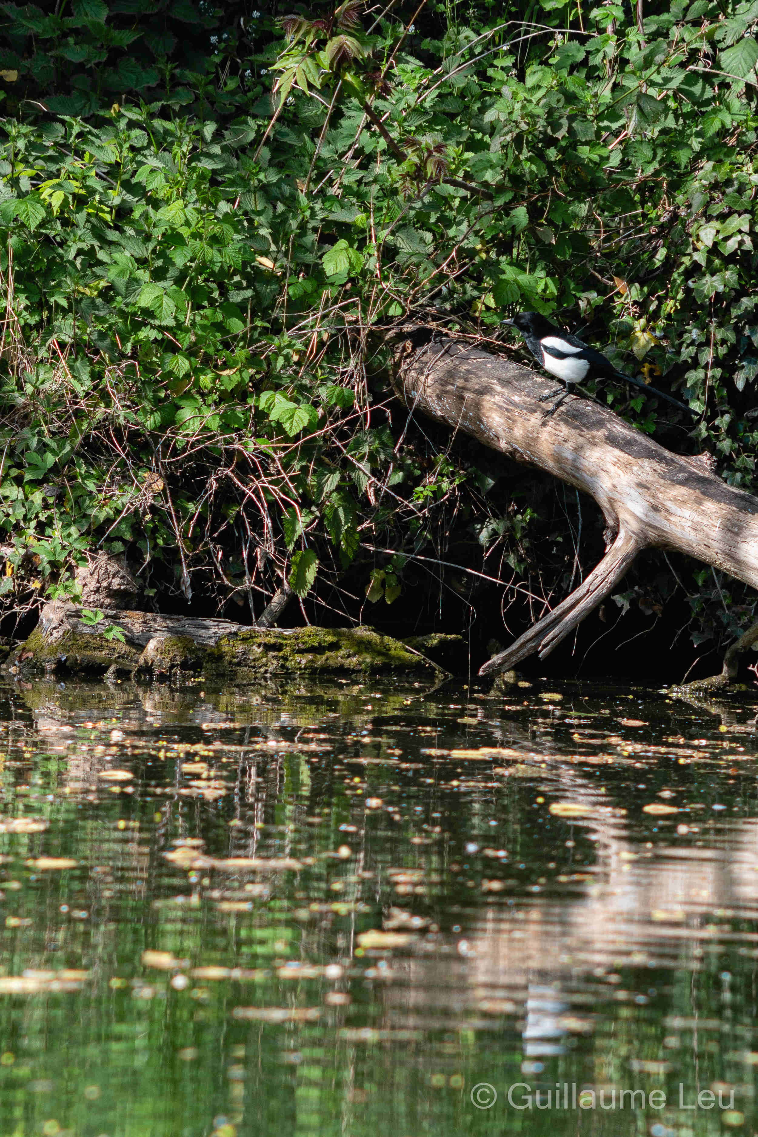 Teste Novoflex 400MM - F5.6 Dsc_0610