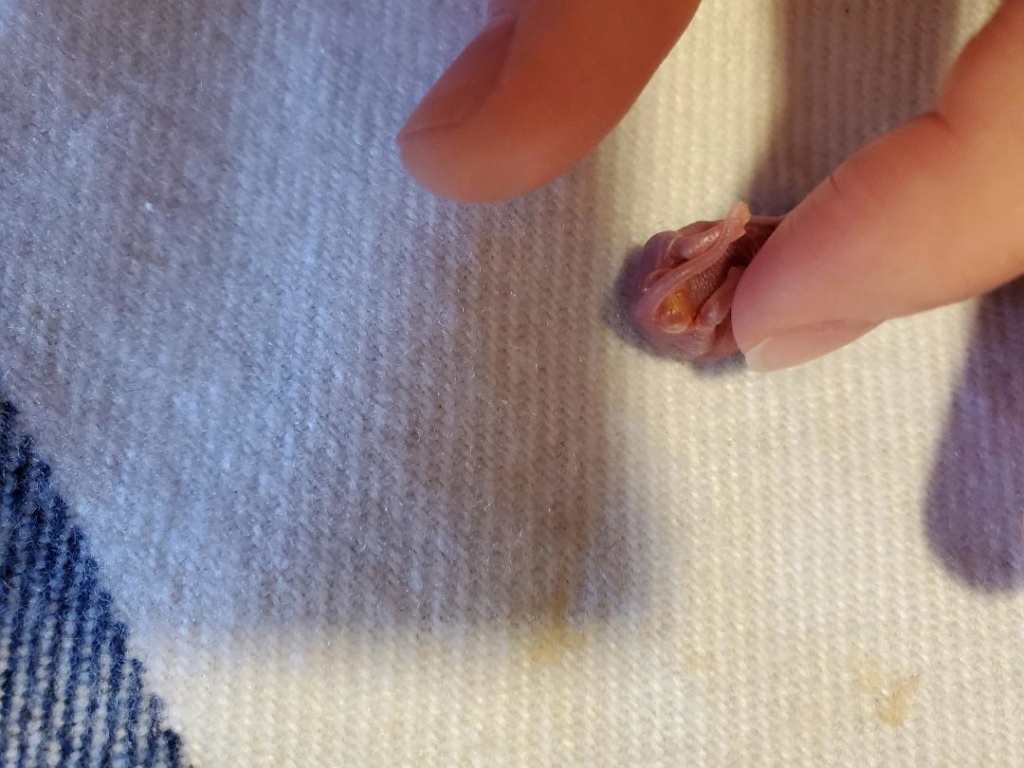 Yellow bubble near urethra - Weird Issue Imagee11