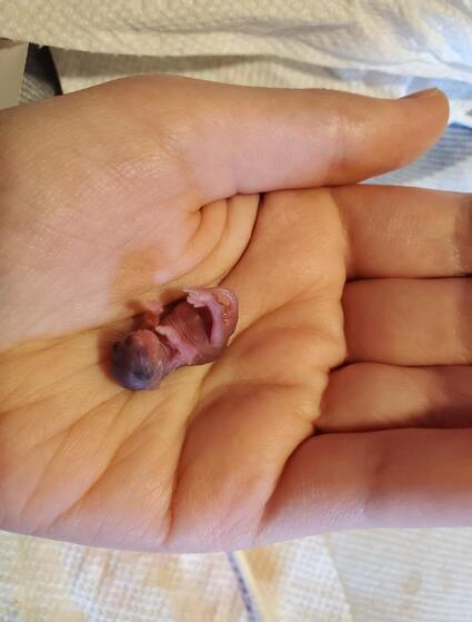 Yellow bubble near urethra - Weird Issue Mouse110