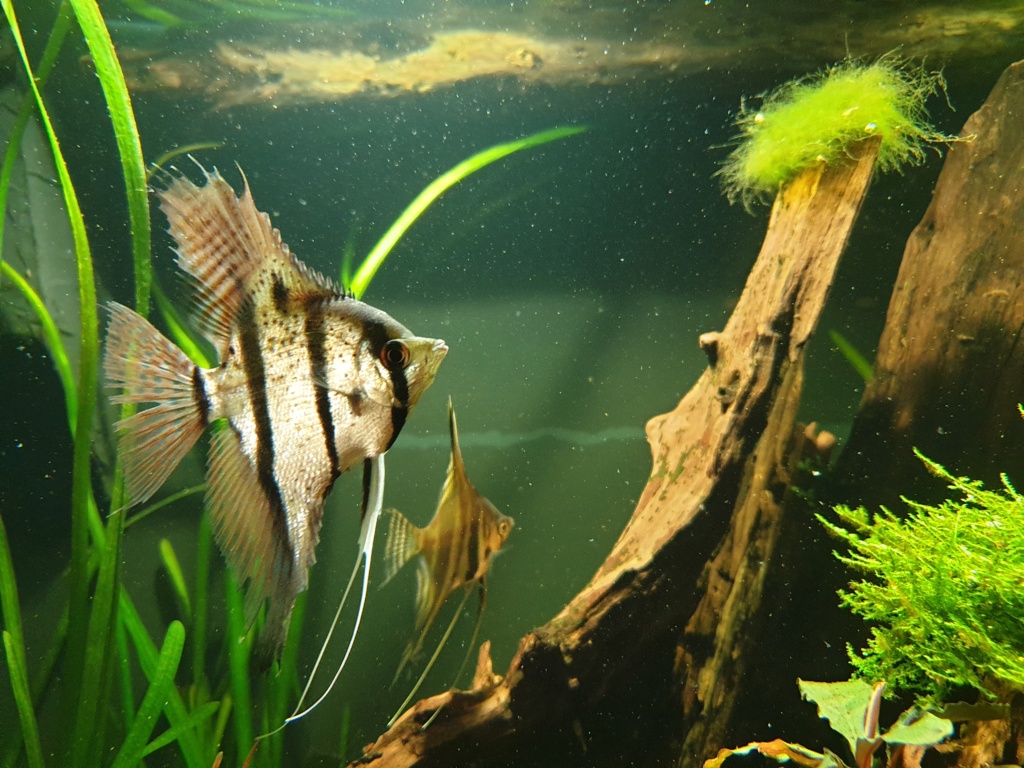 Pterophyllum scalare ……..? 20220110