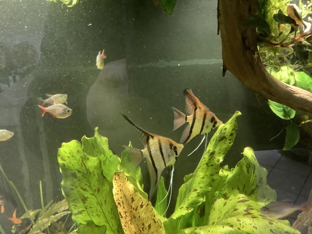 Pterophyllum scalare ……..? - Page 2 63869610