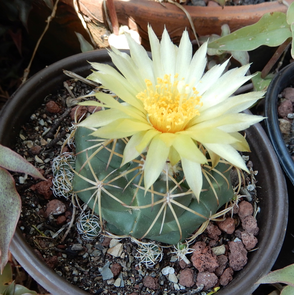 Coryphantha? 13_1n126