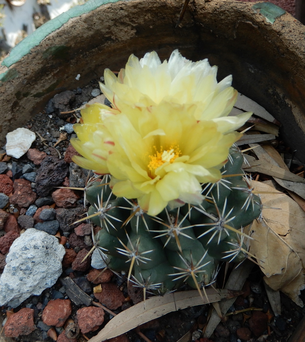 One Coryphantha and 2 Mammillaria Coryph10
